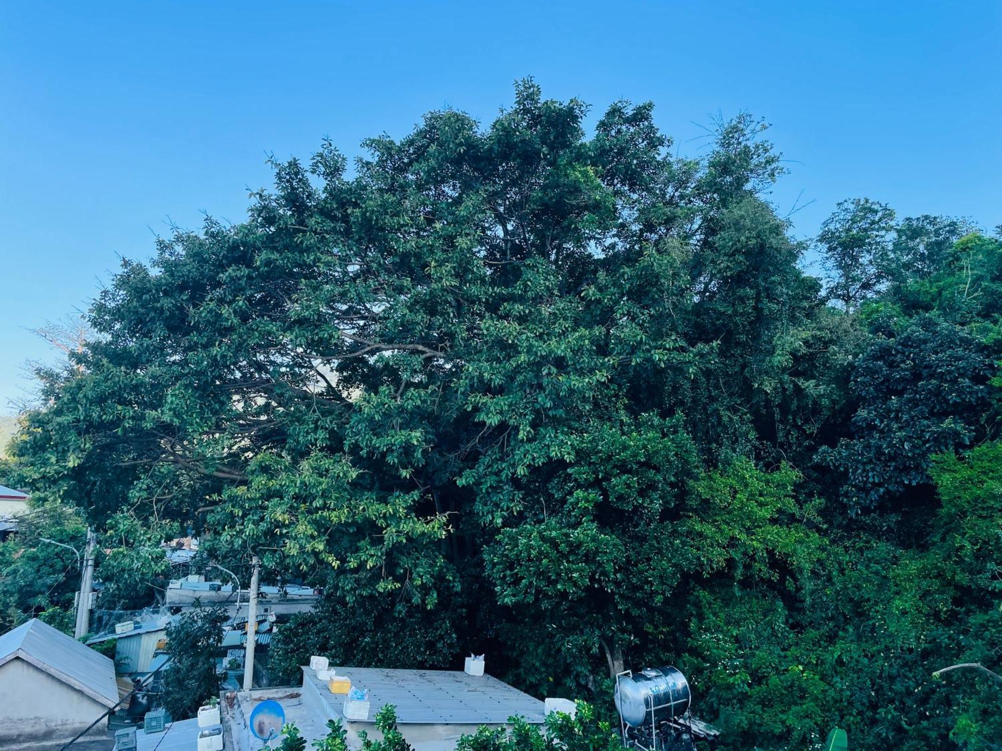 Khu vườn khỉ - Monkeyland Apartment Tan Hiep  Ngoại thất bức ảnh